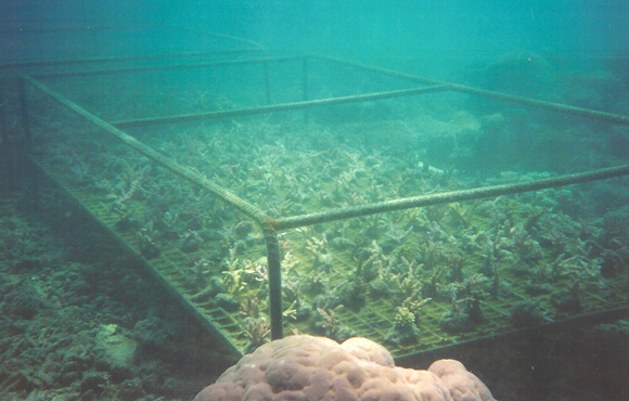 Coral Farming in Fiji