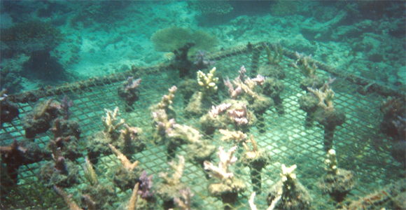 Kel Gordon Coral Farming