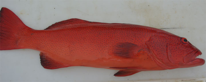 Breeding Female
