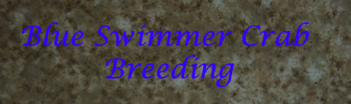 Blue Swimmer Crab Breeding
