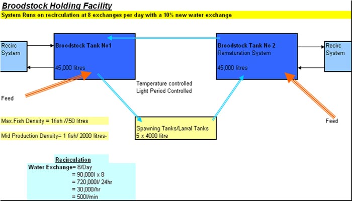 Broodstock Schematic