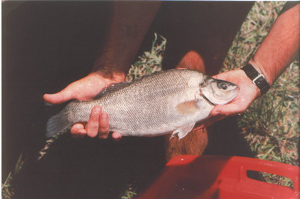 Kel Gordon Silver Perch Fish Farming