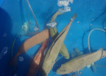 Coral Trout Boodstock