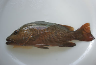 Mangrove Jack