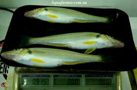 Whiting